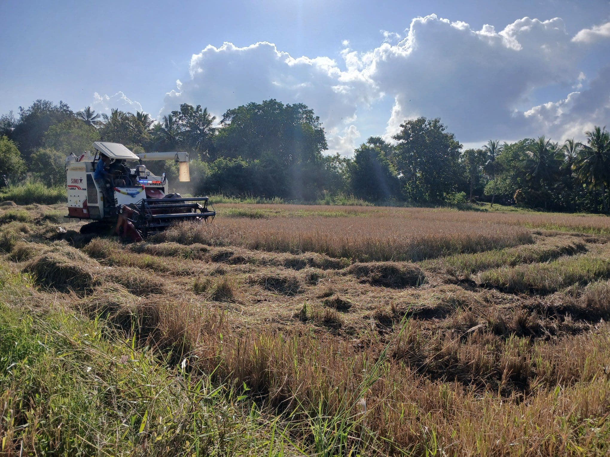 Deepajala Joins Rice Harvesting Festival in Mannar